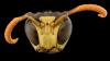 Polistes dominula